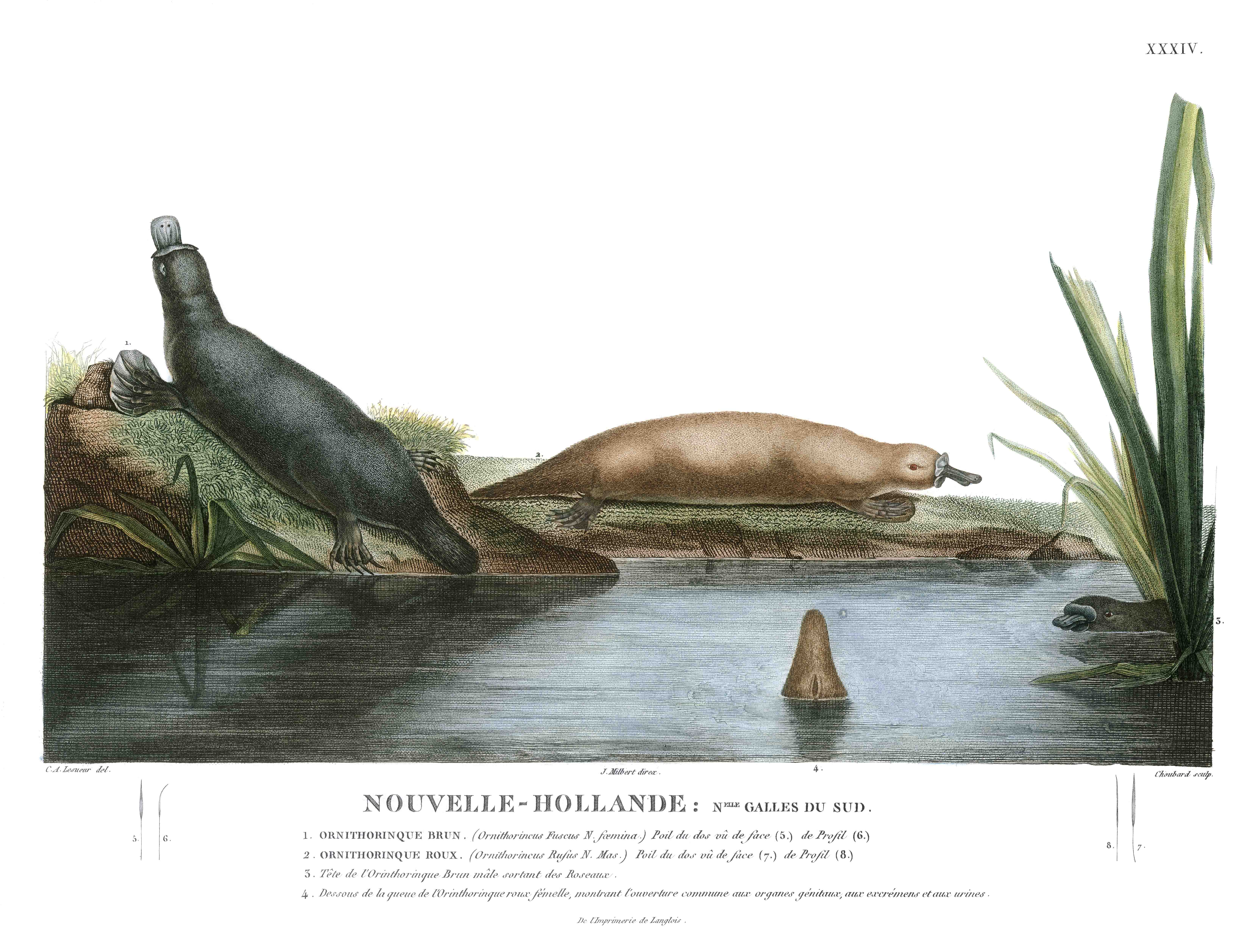 VOYAGE DE DECOUVERTES AUX TERRES AUSTRALES.