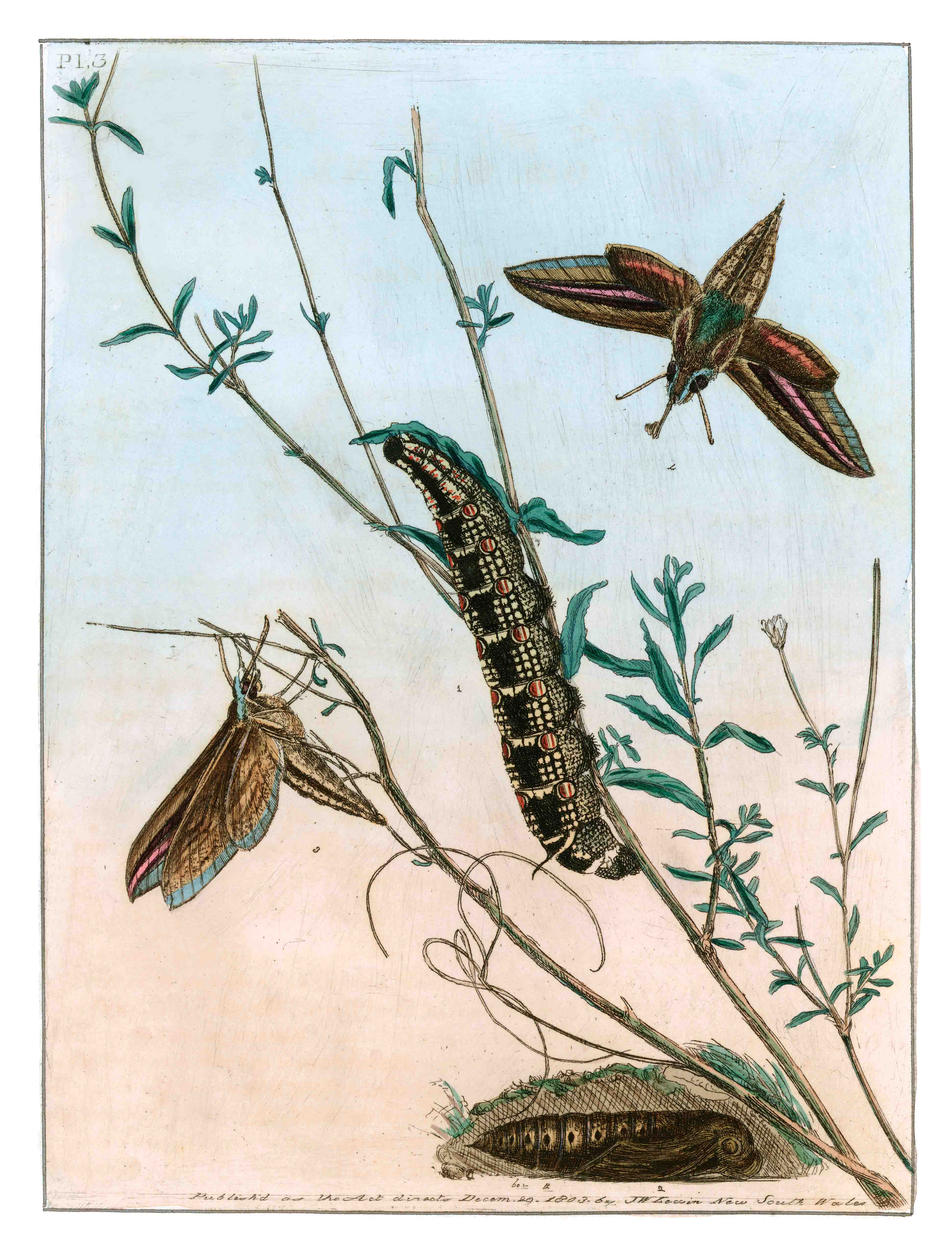 PRODROMUS ENTOMOLOGY.