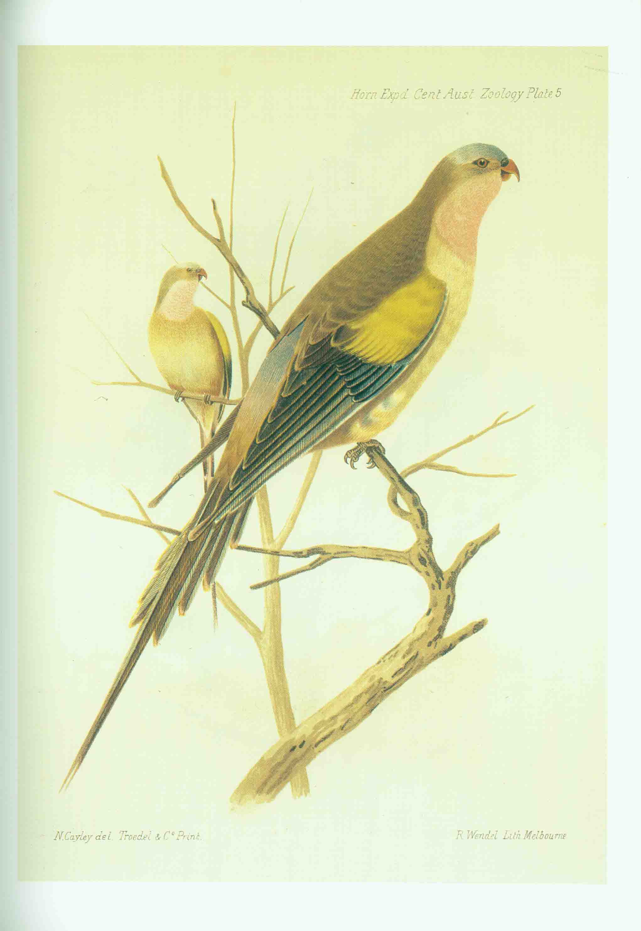 REPORT ON THE WORK OF THE HORN SCIENTIFIC EXPEDITION TO CENTRAL AUSTRALIA.