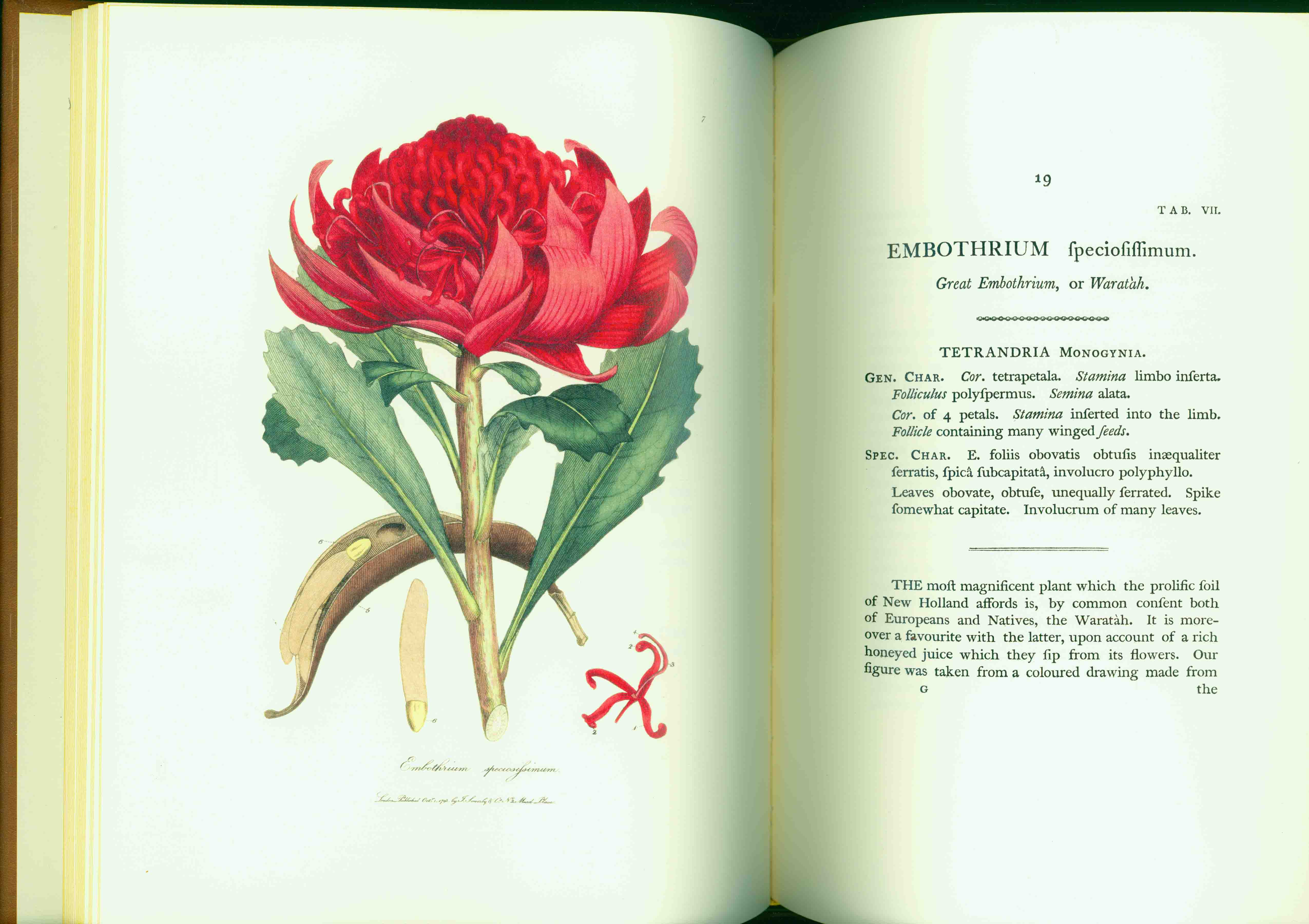 A SPECIMEN OF THE BOTANY OF NEW HOLLAND.