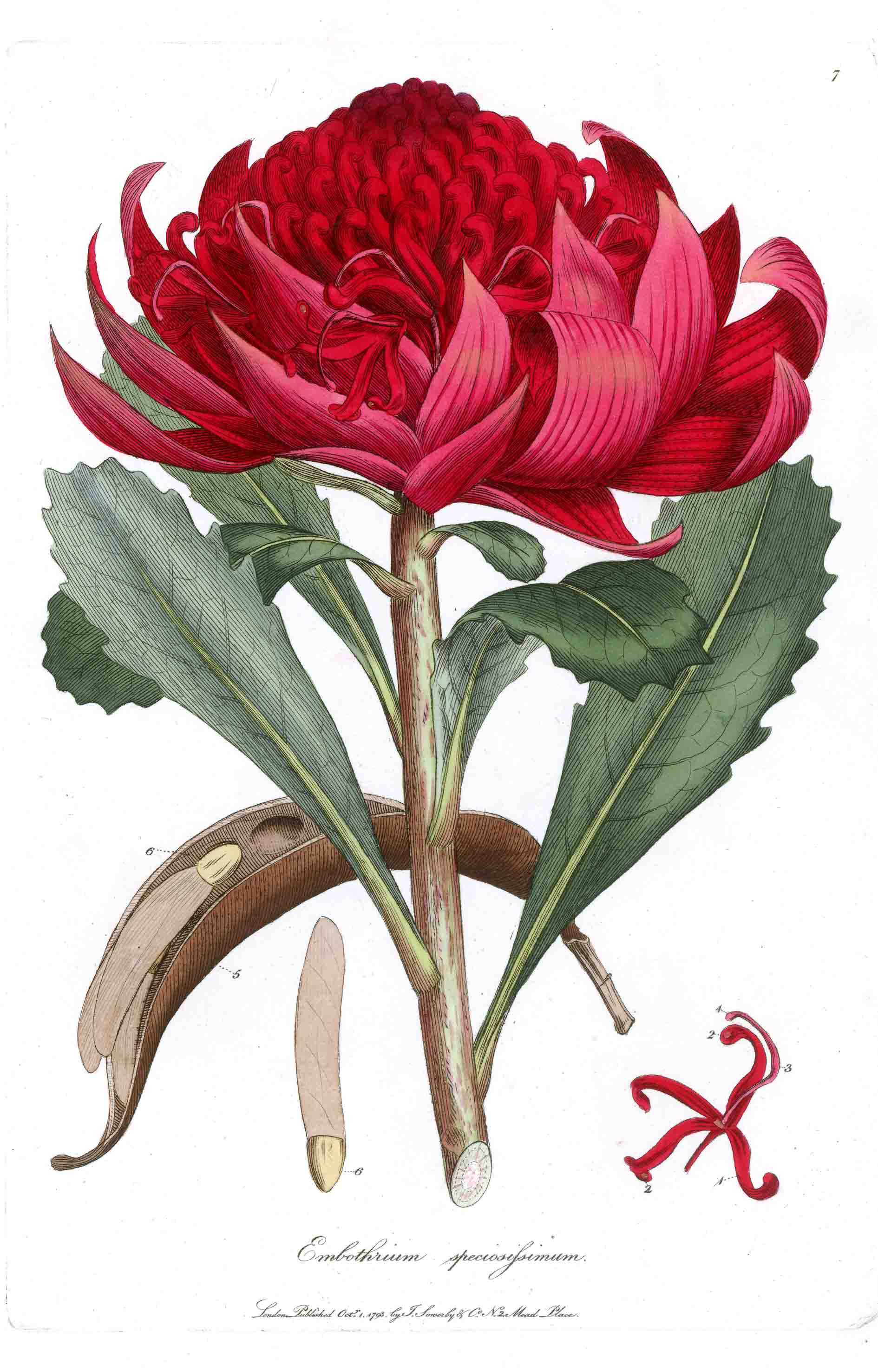 A SPECIMEN OF THE BOTANY OF NEW HOLLAND.